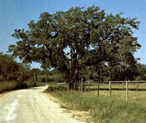 oak county charter oak