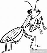 Mantis Insect Praying Insectos Illustration Insekt Housefly Insects Hormigas Honigbiene Karikatur Malseite Topcoloringpages Estandar Fotomural sketch template