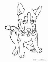 Husky Coloring Pages Dog Siberian Drawing Cute Realistic Printable Puppy Baby Getcolorings Sheets Hellokids Print Color Colouring Getdrawings Choose Board sketch template