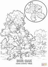 State Tree Coloring Pages Iowa Texas Pecan Cherry Drawing Printable Color Getcolorings Template Trees Flower sketch template