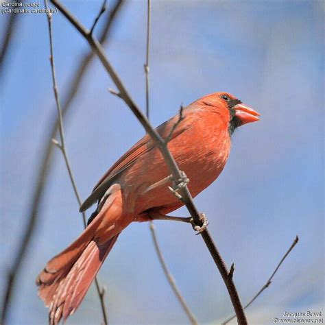 northern cardinal cardinalis cardinalis male adult breeding jabu