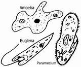 Protozoa Protista Reino Worksheeto Classifying Protists Euglena Protozoans Microbiology Giardia Sickness sketch template