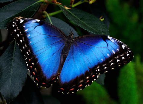 morpho helenor blue morpho butterfly morpho beautiful butterflies