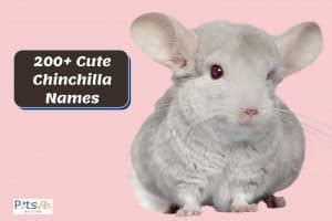 cute funny chinchilla names  male  females