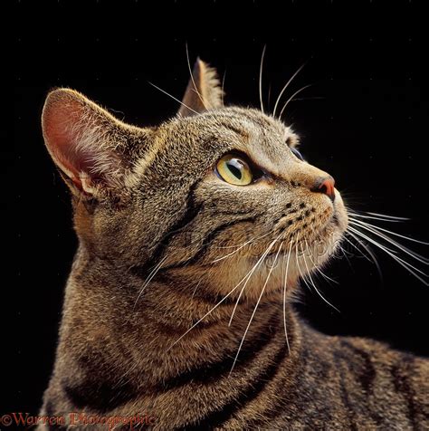 tabby cat profile portrait photo wp