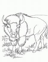 Desene Colorat Bizon Salbatice Animale Planse Trafic Bizoni Mancare Imaginea sketch template