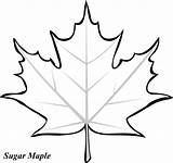 Leaf Coloring Printable Pages Oku sketch template