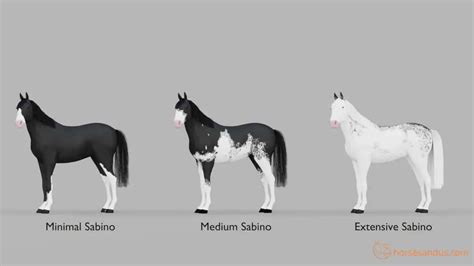 sabino horse traits breeds