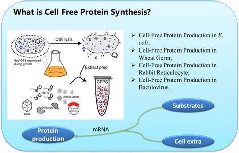 cell  protein synthesis introduction creative biostructure blog