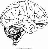 Cervello Corpo Colorare Umano Neuron Condividi sketch template