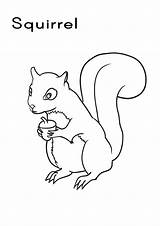 Squirrel Coloring Pages Kids Colouring Printable Colour Squirrels Outline A4 Red Animal Wildlife Animals Line sketch template
