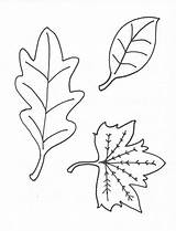 Leaves Coloring Leaf Pages Printable Oak Colour Kids Preschool Fall Print Yofreesamples Stencil Without Stuff Popular Samples sketch template