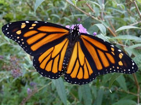 monarch butterfly female monarch butterfly nail art papillon perro papillon monarch