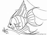 Fish Coloring Pages Angel Drawing Tropical Realistic Angelfish Printable Luau Saltwater Drawings Colouring Sheet Kids Color Arte Printables Real Clipart sketch template