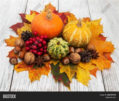 pumpkins leaves image photo  trial bigstock