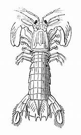 Mantis Shrimp Illustration Antique Squilla Illustrations Stomatopoda Species sketch template