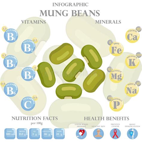 mung beans nutrition facts and health benefits infographic stock vector