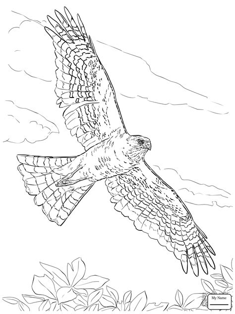 hawks drawing  getdrawings