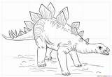 Stegosaurus Coloring Pages Dinosaur Drawing Draw Young Dinosaurs Supercoloring Kids Printable Color Tutorials Step Paper sketch template