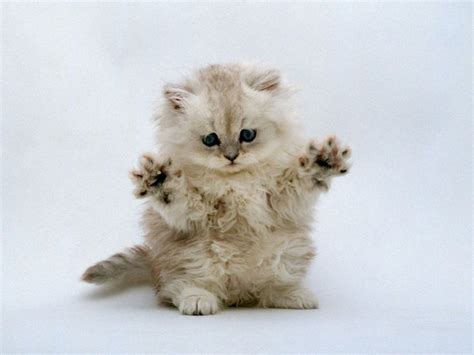pantherkut fluffy cat