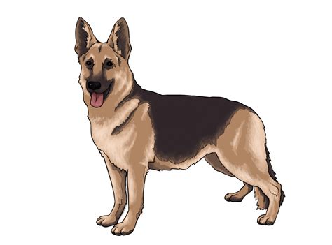 real dog cliparts   real dog cliparts png images