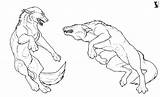 Wolf Fight Drawing Fighting Wolves Getdrawings sketch template