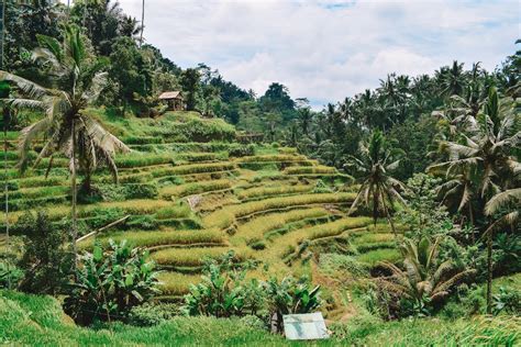 Tegalalang Rice Terrace In Ubud The Ultimate Guide