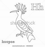 Hoopoe Upupa Epops Shutterstock Designlooter Hudhud Hh sketch template