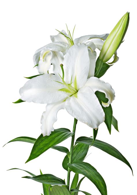 easter lily petal template clipart