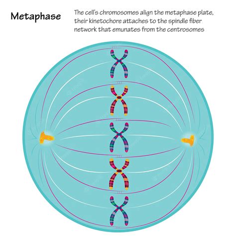 metaphase  mitosis