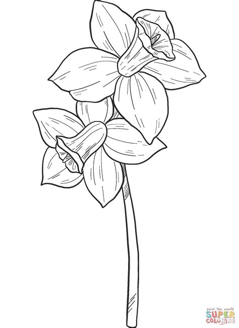 narcissus coloring page  printable coloring pages