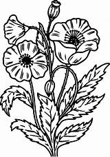 Coloring Pages Flower Noel Wildflower Wild Printable Flowers Wecoloringpage Winter Color Getcolorings Adult Sheets Print Choose Board sketch template
