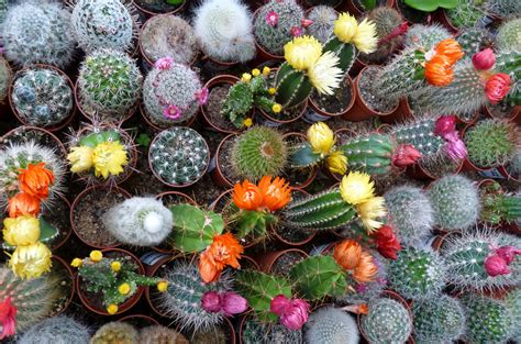 mini cactus photo  image fleurs cactus nature images fotocommunity