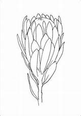 Protea Outline Drawing Flower Line Choose Board sketch template