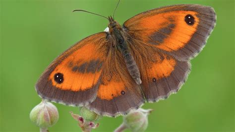 browns top big butterfly hunt wales itv news