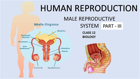 Accessory Male Sex Glands Human Reproduction Part 3