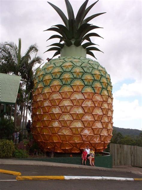 big pineapple at woombye queensland abc news