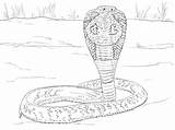 Kobra Brillenschlange Kolorowanki Snake Serpent Anteojos Realistic Supercoloring Mungo Gegen Kolorowanka Indyjska Anaconda Druku Designlooter Kategorien Printmania Codes Insertion sketch template