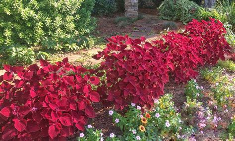 Count On Coleus Redhead Southern Living