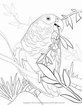 Coloring Parrot Grey African Pages Gray Bird Color Coloringbay Drawings Printable Birds Visit Getcolorings Print 74kb 1275 sketch template