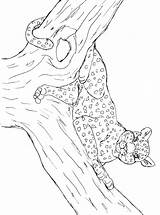 Leopard Coloring Color Pages Print Animal Animals Back Popular sketch template