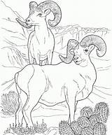 Coloring Sheep Desert Bighorn Pages Printable Animals Animal Ram Dall Drawing Sheets Colouring Books Adult Main Mountain Big Horn Rocky sketch template