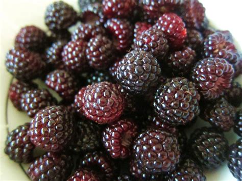 black raspberry fruit extract nutrawiki