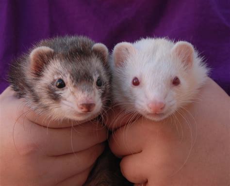 ferrets with beautiful souls ready for adoption