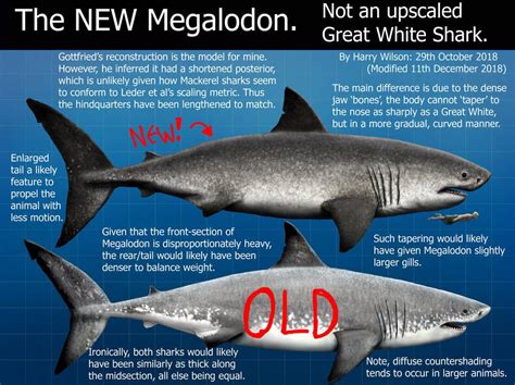 My New Megalodon By Harry The Fox Megalodon Great White
