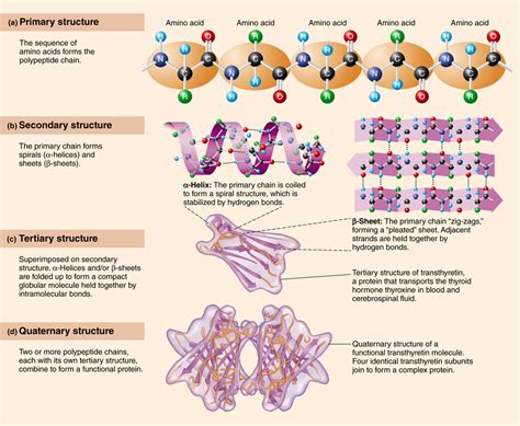 proteins   bodys basic structural material