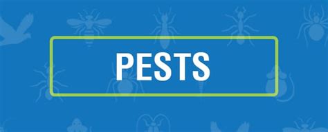 central west pest  pest control cowra yellow pages