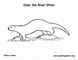 Otter River Coloring Pdf Exploringnature sketch template