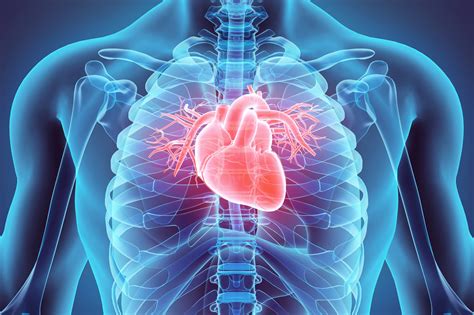 cardiac studies mic medical imaging