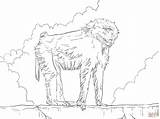 Baboon Coloring Pages Olive Drawing 2048 1536px 16kb Skip Main sketch template